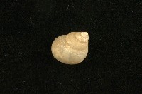 藏品(安氏沼螺)的圖片